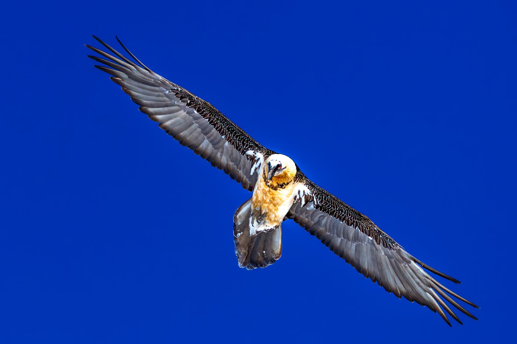 Greifvogel im Flug vor blauem Himmel