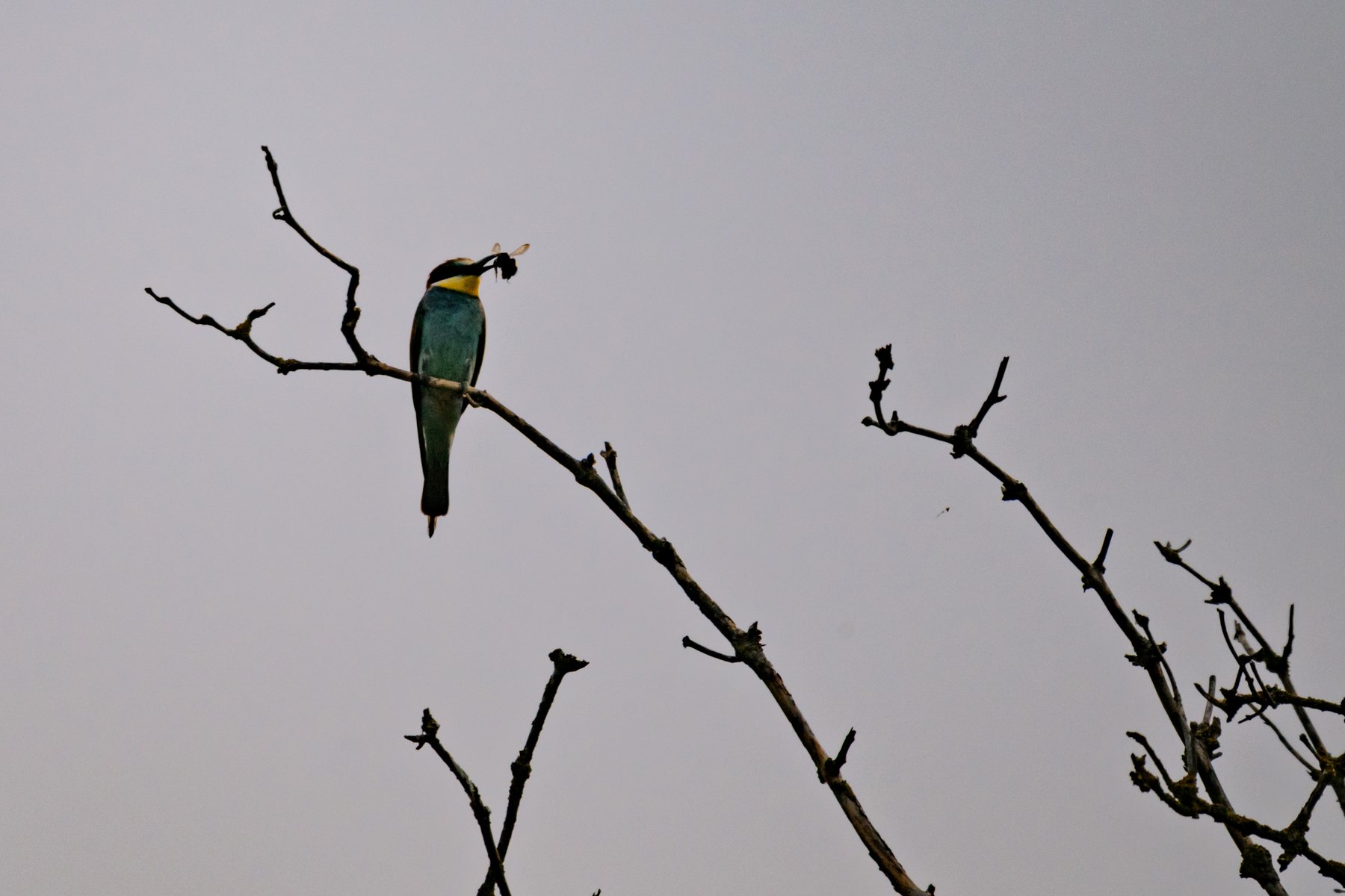 Vogel auf einem Ast mit weiter grauer Fläche